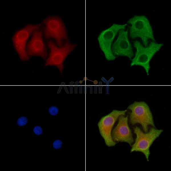 Валидация Affinity DF8333 - 20187