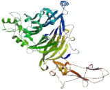 Semaphorin 4A (SEMA4A) Semaphorin 4A (SEMA4A)