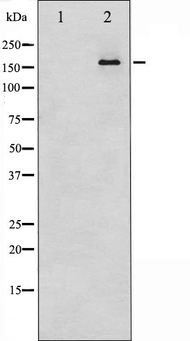 Валидация Affinity AF6446 - 3763