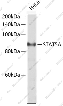 Вестерн-блоттинг, STAT5A, клетки HeLa