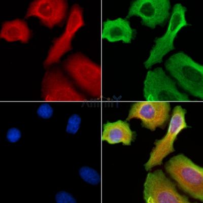 Валидация Affinity DF7436 - 19181