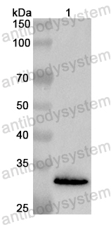 Валидация AntibodySystem PHB36501