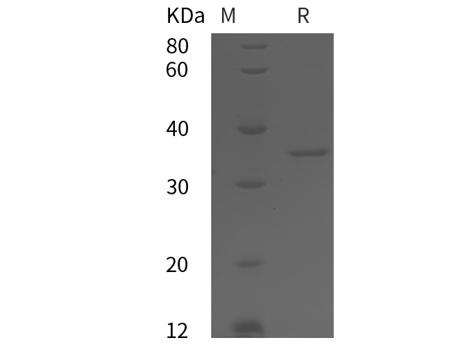 Валидация Elabscience PDEH100820(259)