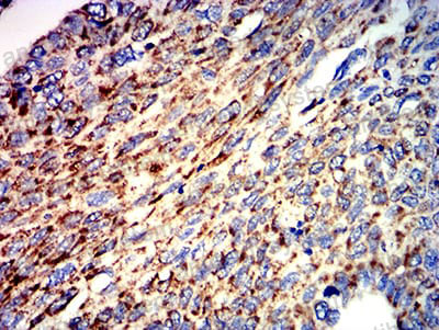 Валидация AntibodySystem RHK05501 (3609)