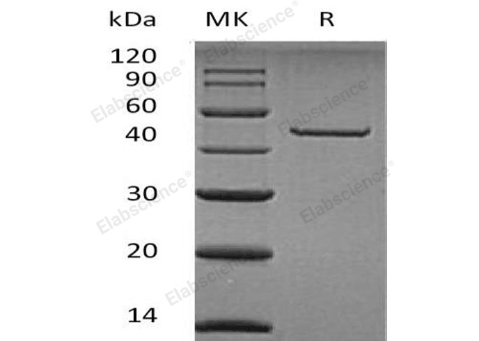 Валидация Elabscience PKSH032169(2695)