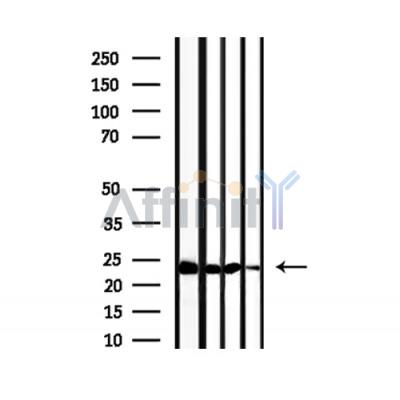 Валидация Affinity DF7343 - 19051