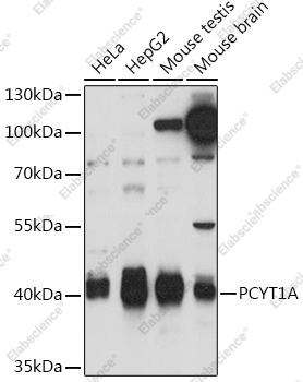 Вестерн-блоттинг, PCYT1A, различные клеточные линии