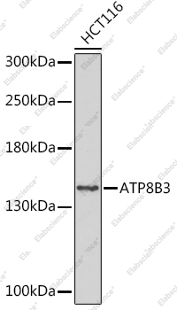 Вестерн-блоттинг, ATP8B3, клетки HCT116