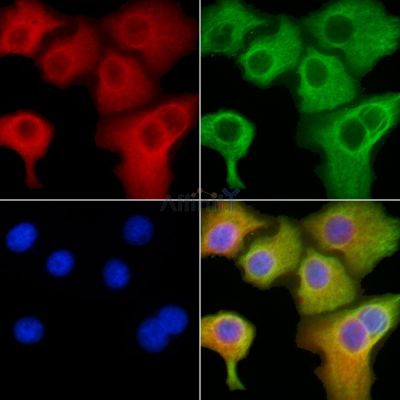 Валидация Affinity DF3936 - 15128