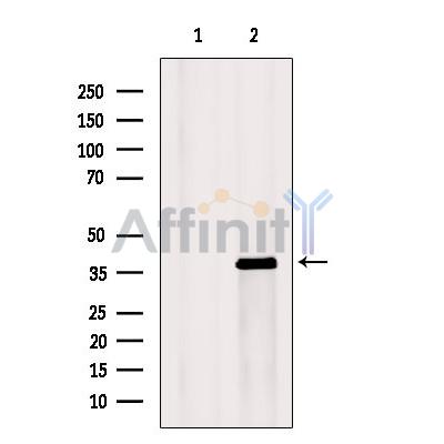 Валидация Affinity DF4305 - 15727