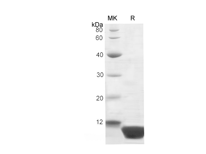 Валидация Elabscience PDEH100703(178)
