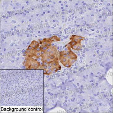 Валидация AntibodySystem RHE53801