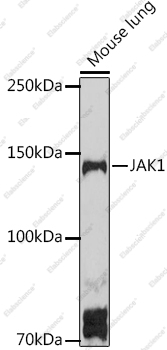 Вестерн-блоттинг, JAK1, ткань легкого мыши
