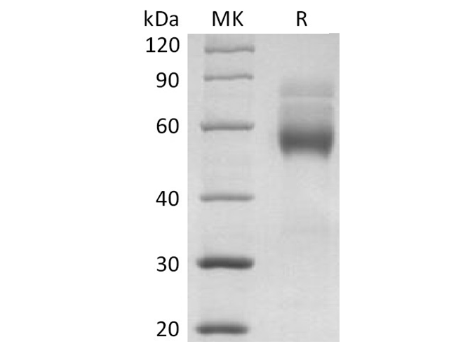 Валидация Elabscience PKSH033656(3940)