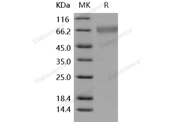 Валидация Elabscience PKSH031900(2517)