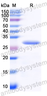 YXX12501, SDS-PAGE