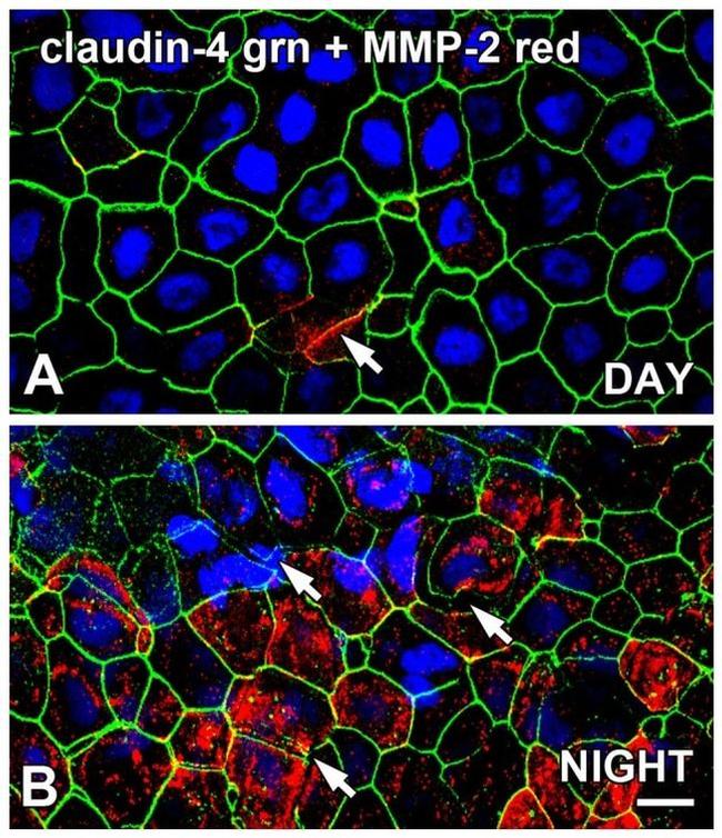 Валидация AssayVector ARM1265(693)