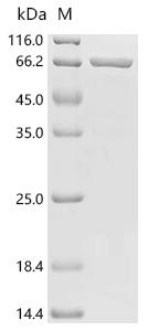 SDS-PAGE