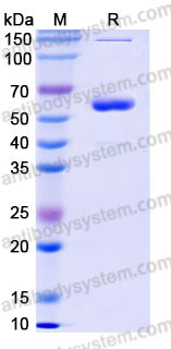 EHC72701, SDS-PAGE
