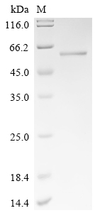 SDS-PAGE