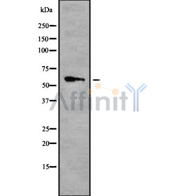 Валидация Affinity DF8005 - 19835