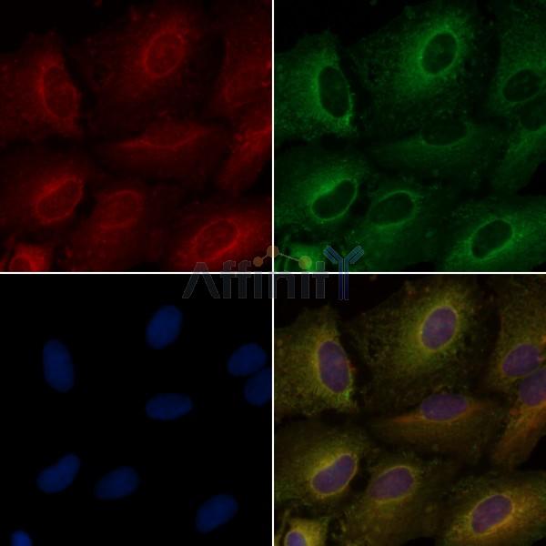 Валидация Affinity DF10251 - 5842