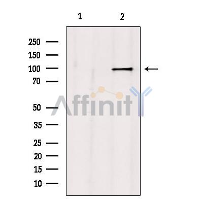 Валидация Affinity DF9692 - 22471