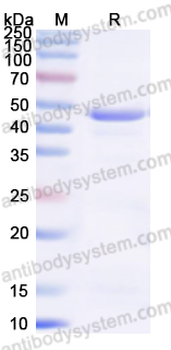 Валидация AntibodySystem YHB90702