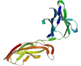 Cytokine Receptor Like Factor 1 (CRLF1) Cytokine Receptor Like Factor 1 (CRLF1)