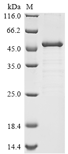 SDS-PAGE