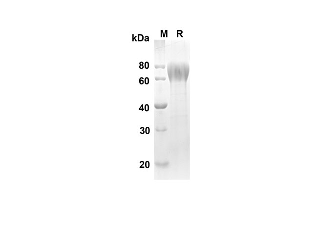 Валидация Elabscience PDMH100240(863)