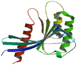 RAB10, Member RAS Oncogene Family (RAB10)