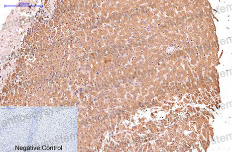 Валидация AntibodySystem RHG01702