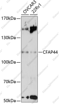 Вестерн-блоттинг, CFAP44, различные клеточные линии