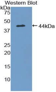 54563