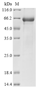 SDS-PAGE