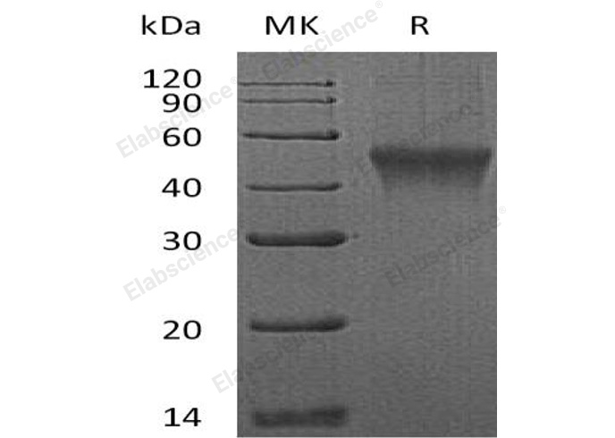 Валидация Elabscience PKSM040425(4423)
