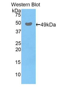 49930