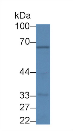 12683