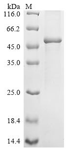 SDS-PAGE