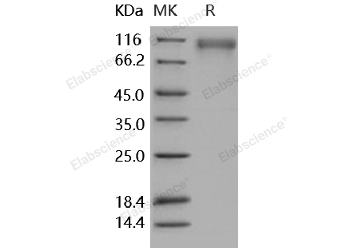 Валидация Elabscience PKSH031667(2316)