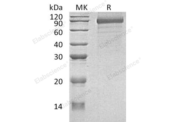 Валидация Elabscience PKSH032142(2675)
