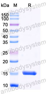 Валидация SDS-PAGE - AntibodySystem RHC79201