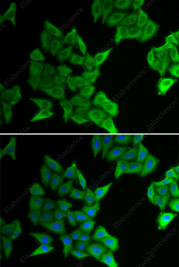 Иммунофлуоресценция, GJA5, клетки HeLa