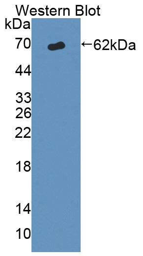 59661
