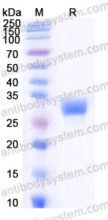 AHJ05602, SDS-PAGE