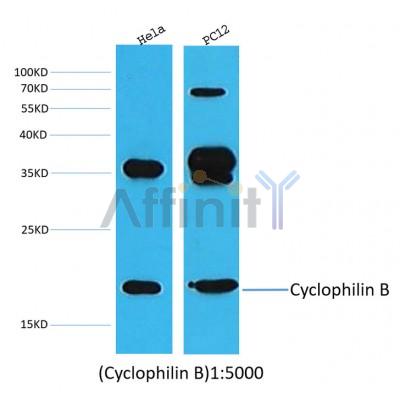 Валидация Affinity BF0717 - 5388