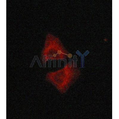 Валидация Affinity AF7004 - 4136