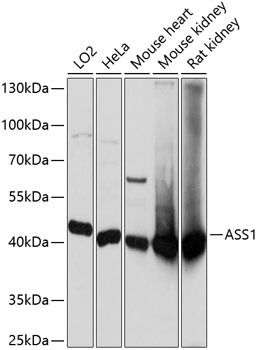 Валидация Elabscience E-AB-65392