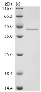 SDS-PAGE